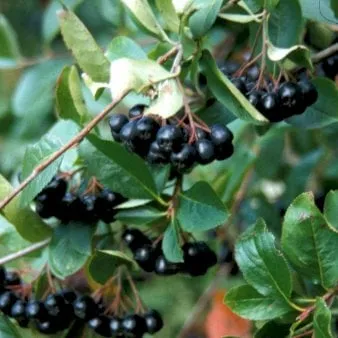 Storfruktig aronia